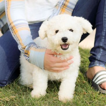 Bichon Frise puppies for sale, Bichon puppies, Shichon