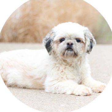 Shihpoo, shihpoo puppies available, shihpoo puppies for sale, teddybear puppies for sale, poodle mix