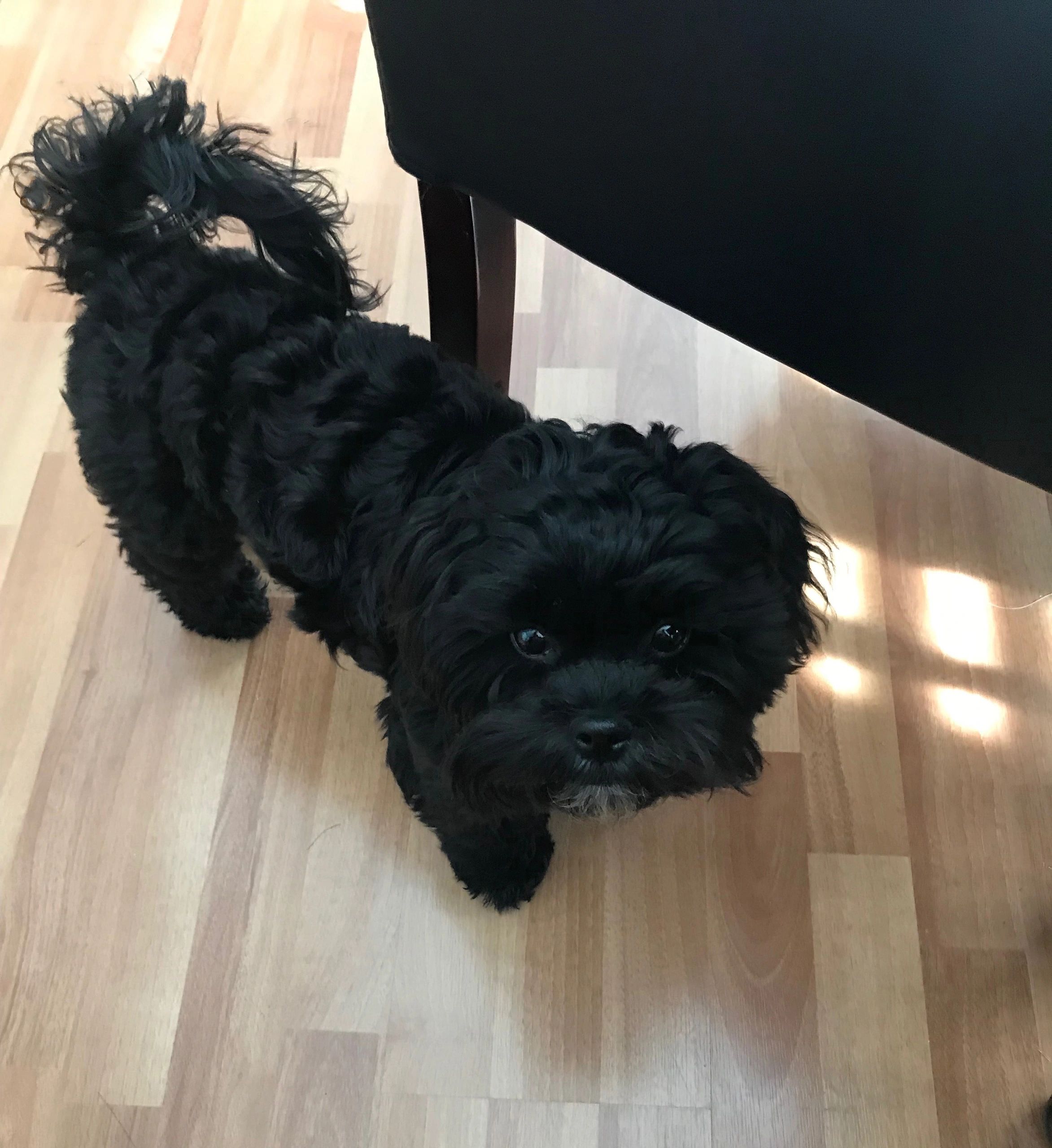 black shih tzu poodle mix puppy