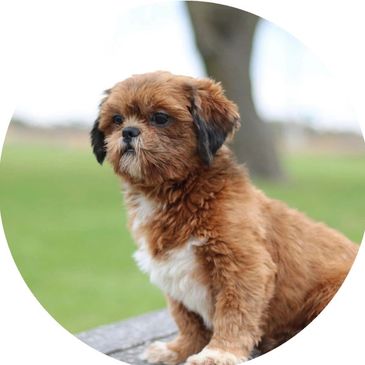 Teddy bear puppies, puppies for sale, Shih poo puppies, Shihpoo puppies for sale, Shih Poo Breeder