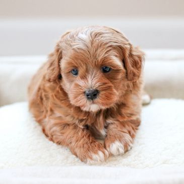 Shihpoo, Shih poo puppies, Poodle Shitzu, Shih tzu mix poodle, Shih tzu poodle, Shih poo puppy