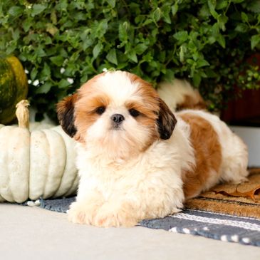 Teddy bear puppies, puppies for sale, Shih poo puppies, Shihpoo puppies for sale, Shih Poo Breeder