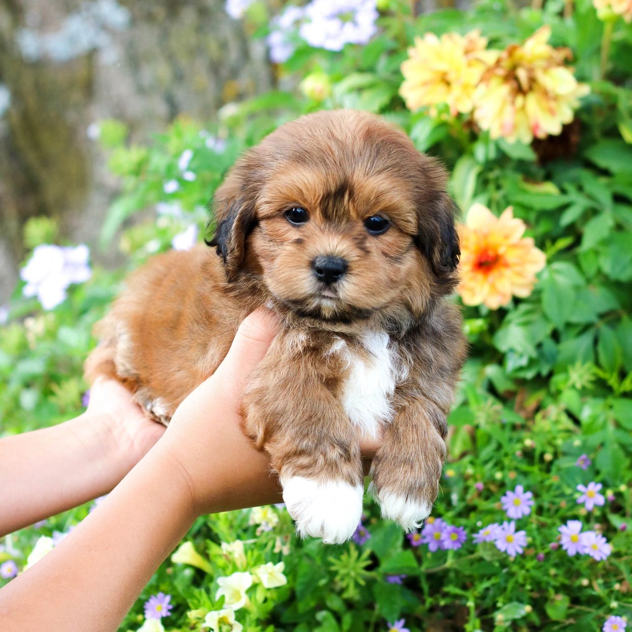 Chicago Bears? Awesome. Dogs? Super cute. Dogs in Chicago Bears