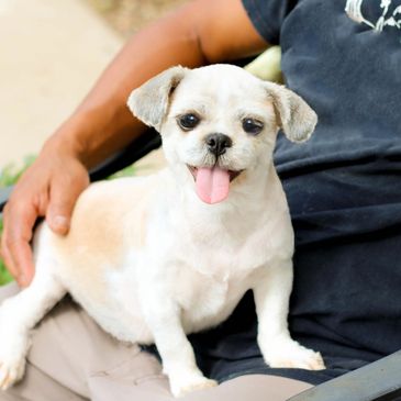 Teddy bear puppies, puppies for sale, Shih poo puppies, Shihpoo puppies for sale, Shih Poo Breeder