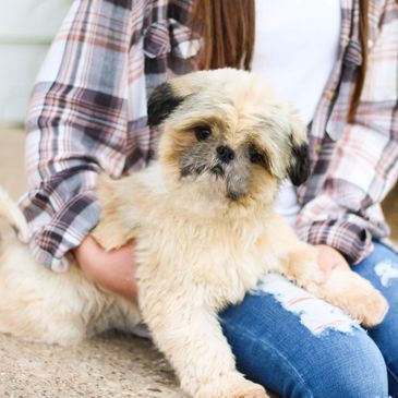 Teddy bear puppies, puppies for sale, Shih poo puppies, Shihpoo puppies for sale, Shih Poo Breeder