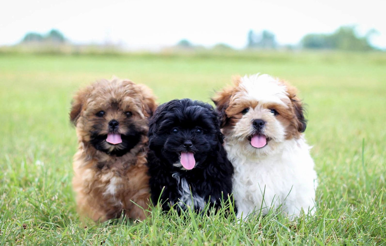 chocolate teddy bear dog