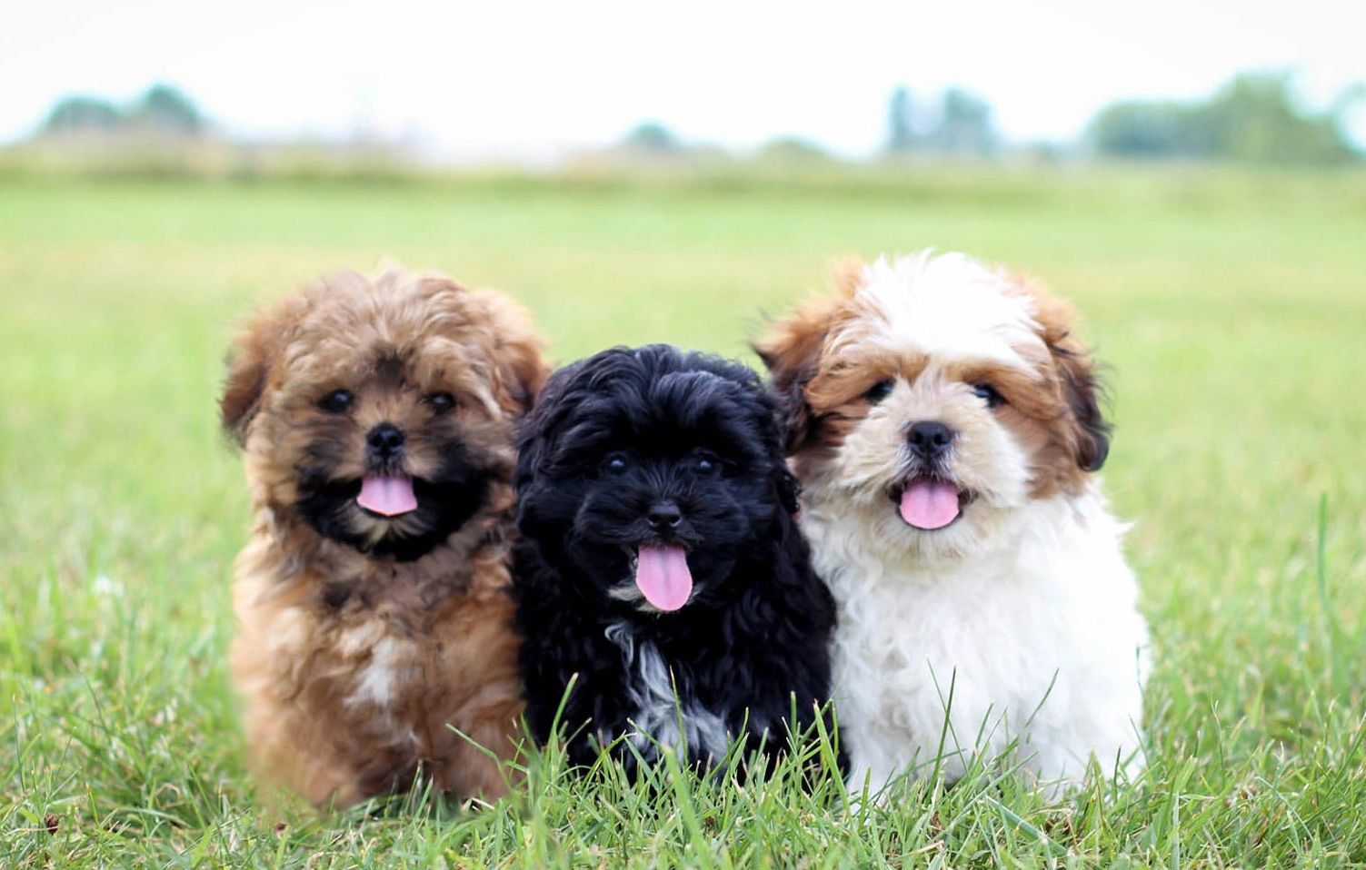 "Teddy Bear" Shichon Puppies for Sale | StonyRidge Puppies ...