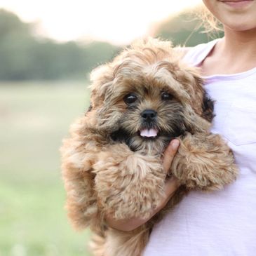 Teddy Bear Dog Puppies For Sale Near Me