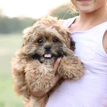 88+ Teddy Bear Shih Tzu Poodle Mix Black And White