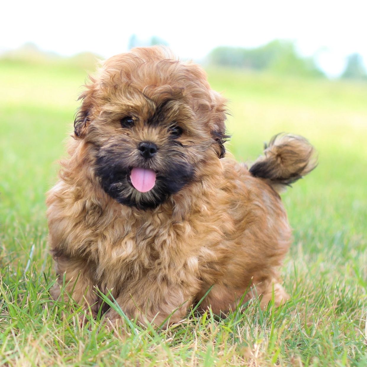 Shihpoo puppies for sale, Shichon puppies, Shihpoo puppies, teddy bear puppies, poodle mix, shih poo