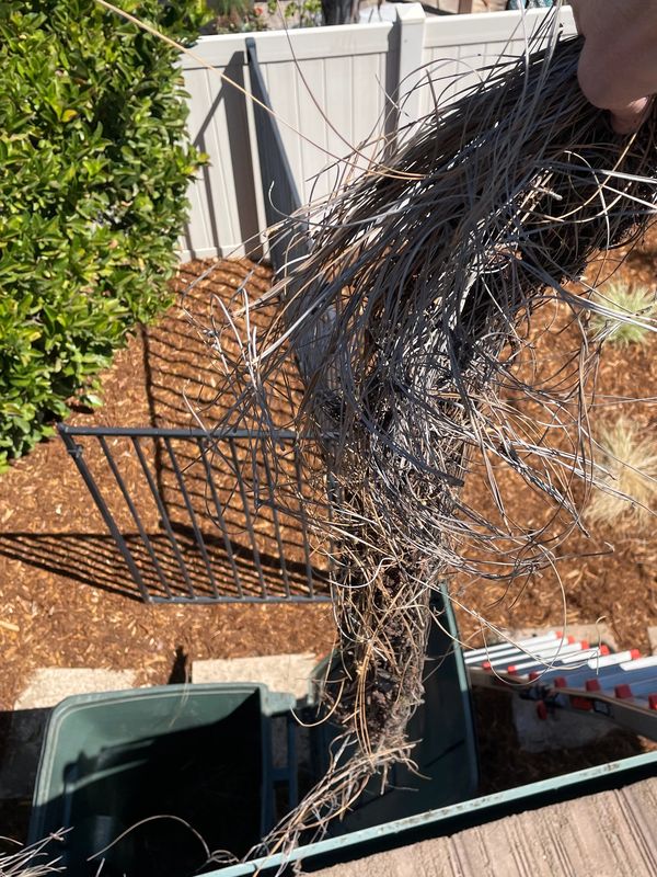 A large clump of dry, tangled pine needles held over a green trash bin outside.