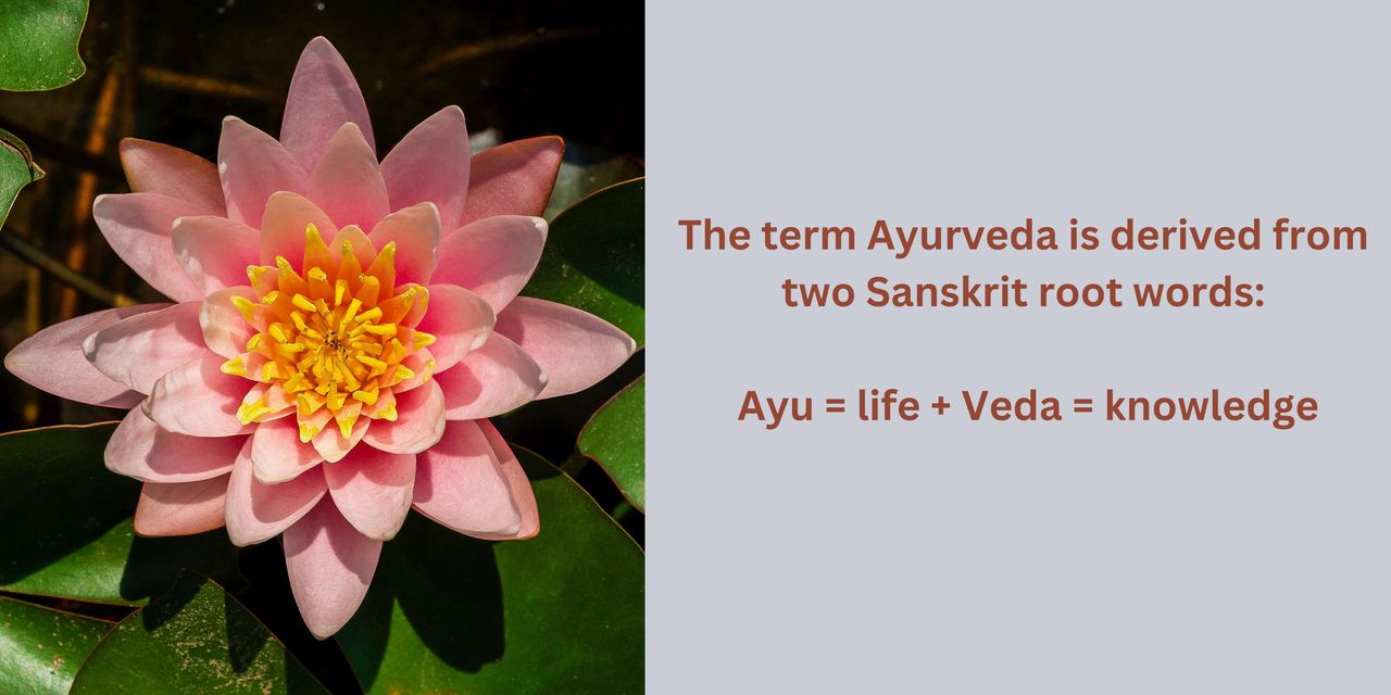 Pink lotus flower in bloom. The term Ayurveda is derived from two Sanskrit root words: Ayu, meaning life, and Veda, meaning knowledge