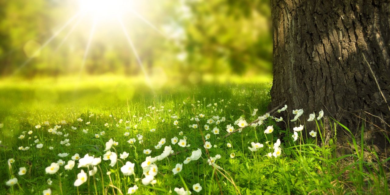 White wildflowers blooming at the base of a tree trunk with the sun shining low on them.