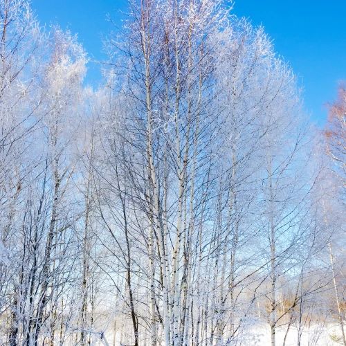 Leafless deciduous trees covered in snow on a cloudless day.