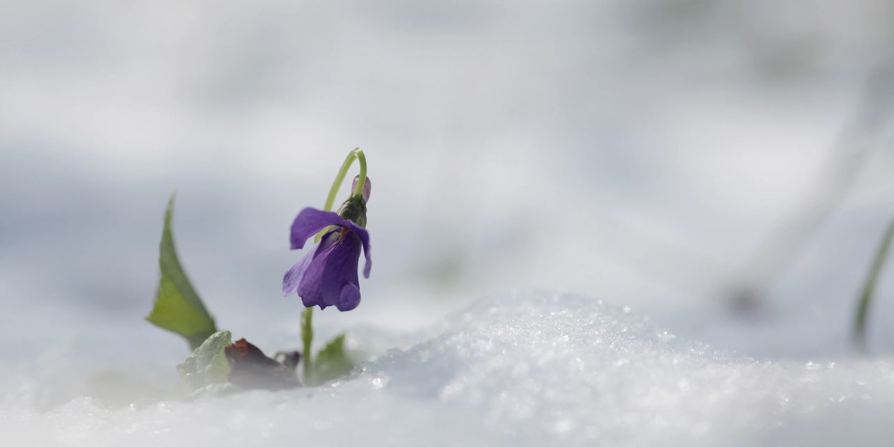 purple violet bloom popping through thick snow