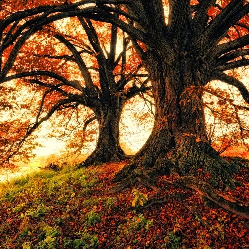Large, old trees with their Autumn colored leaves falling to the ground.