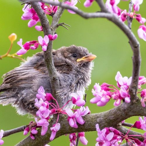 A robin fledgling sitting on a redbud tree branch full of bright pink blooms