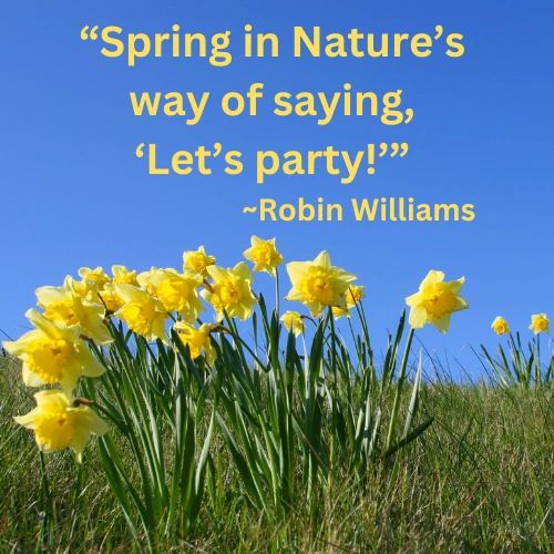 Yellow daffodils in bloom with a blue sky in the background. "Spring is Nature's way of saying, 'Let's party!'" ~Robin Williams