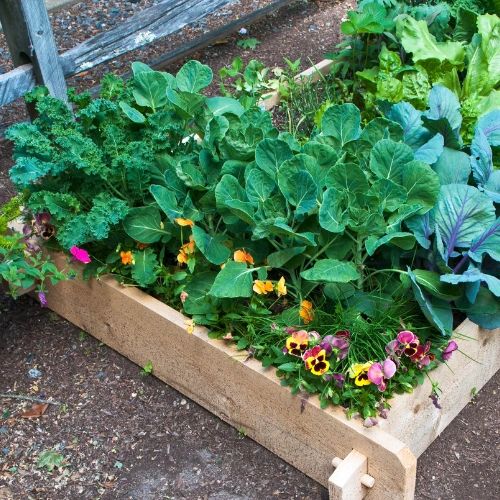 a small raised garden box with lettuce greens and pansies.