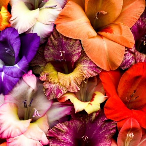 Bouquet of gladiolus