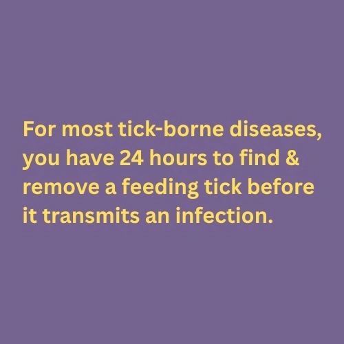 For most tick-borne diseases, you have 24 hours to find and remove a feeding tick before it transmits an infection.