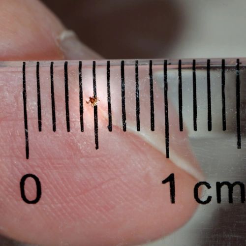 tiny tick on a clear ruler showing it is less than .10 of a centemeter in size