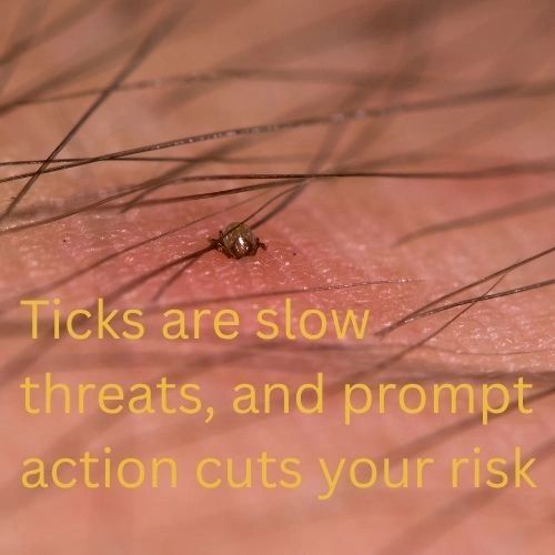 Ticks are slow threats, and prompt action cuts your risk.