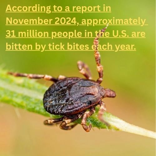 According to a November 2024 report, approximately 31 million people in the U.S. are bitten by ticks each year. 