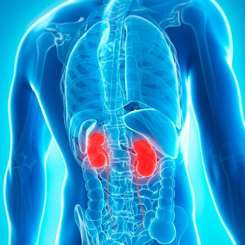 Computer generated image of a transluscent person's back, with the kidneys highlighted in red