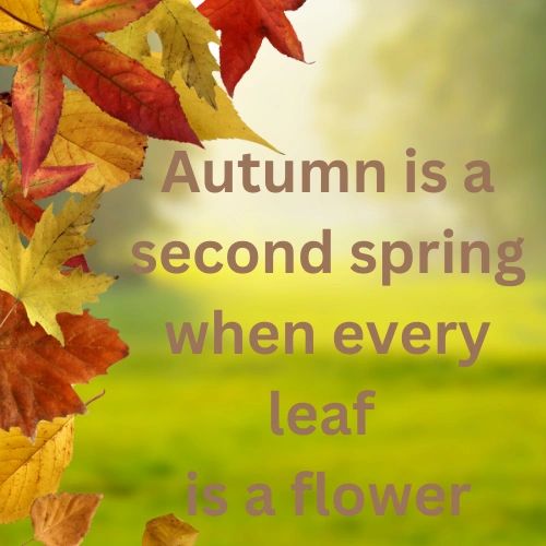 Autumn colored maple leaves & quote: "Autmn is a second spring when every leaf is a flower."en