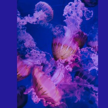 Pink jellyfish fluorescing against a blue background. 