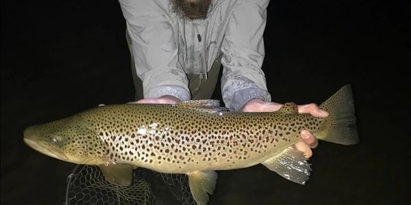 southern Ontario brown trout caught night fishing with mouse pattern flies. 