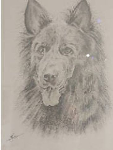 Pencil sketch of a dog with detailed fur and expressive eyes.