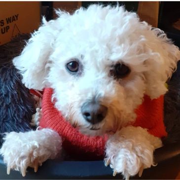 White curly dog wearing a red sweater.