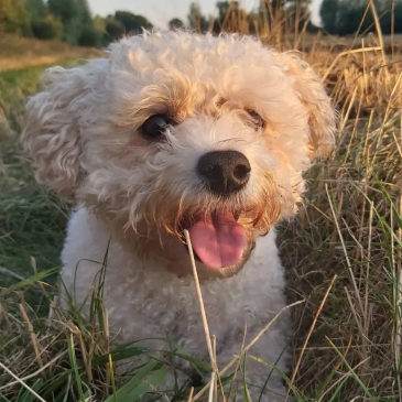 Happy fluffy dog enjoying outdoors.