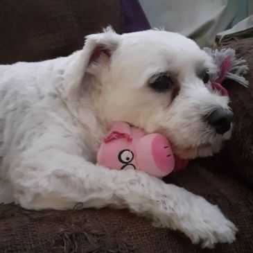 White dog cuddling a pink pig toy.