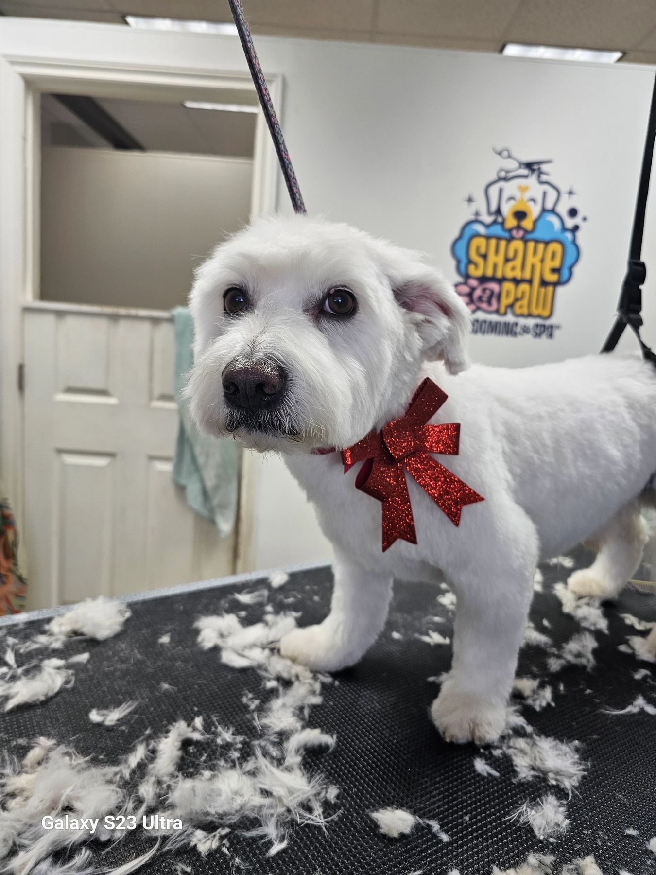Shake a Paw Grooming & Spa dog grooming listing photo