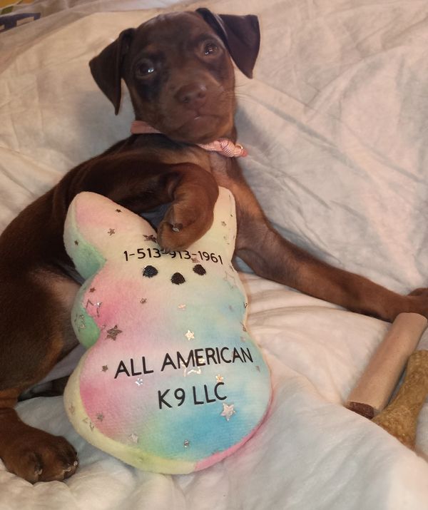 OPEN FOR PLACEMENT 
DOB 6-4-2025
SIRE (SARGE)
DAM (PHOENIX) 
CHOCOLATE AND RUST 
FEMALE 
MIN PIN 
