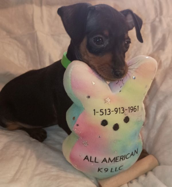 Sex:FEMALE 
Color:Black & Rust
Dob: 6-4-2025
Weight 8-4-2025: 2 lbs 4 oz
Price Spay contract: $3,500