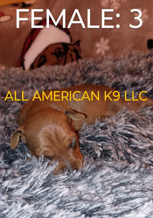 Female 3 open for placement