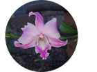 M&MS Medical Consulting LLC