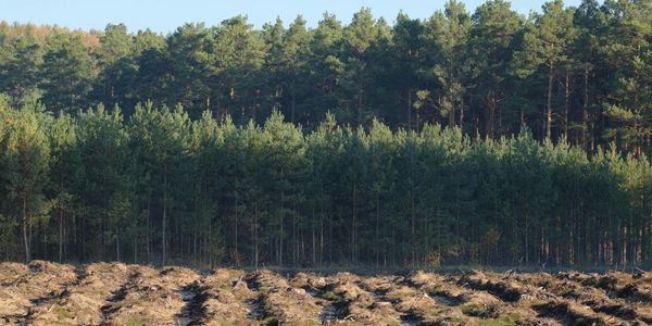 Deforestation-forest in the back ground with cut down trees in the foreground.