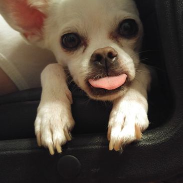 Purl the therapy dog