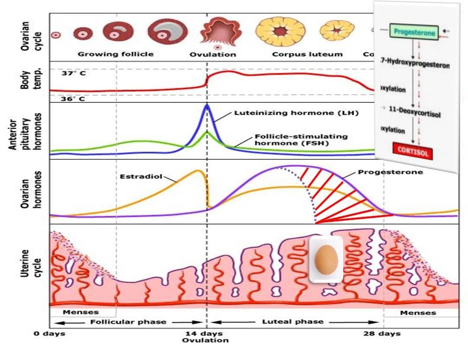 Menstrual Cycle