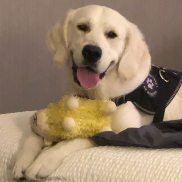 Golden Retriever puppy lying on a bed with a yellow plush toy.