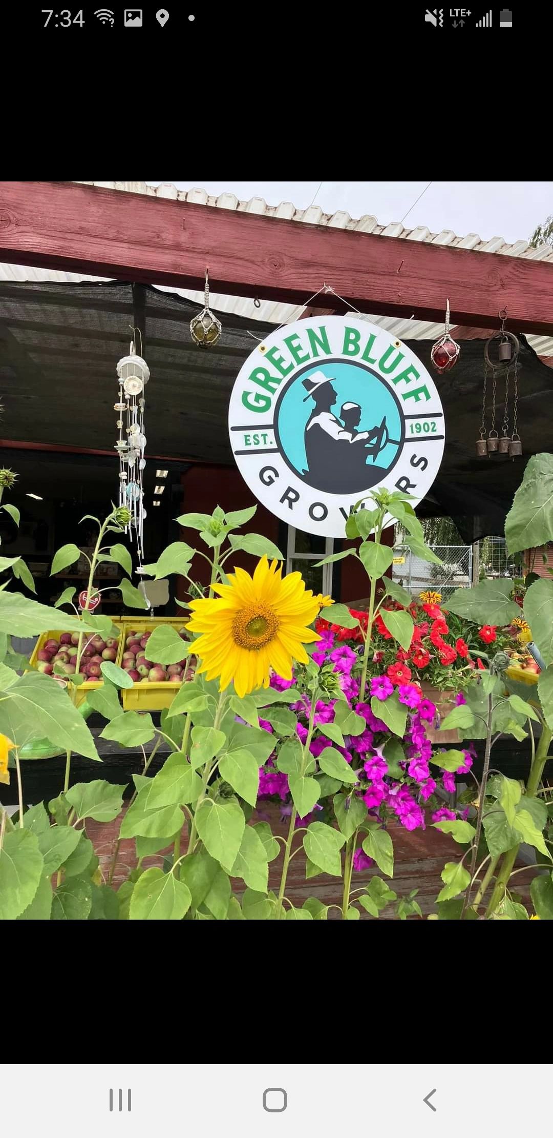 Delicious U pick Fruit At Cherryshack Orchard On Green Bluff delicious-u-pick-fruit-at-cherryshack-orchard-on-green-bluff