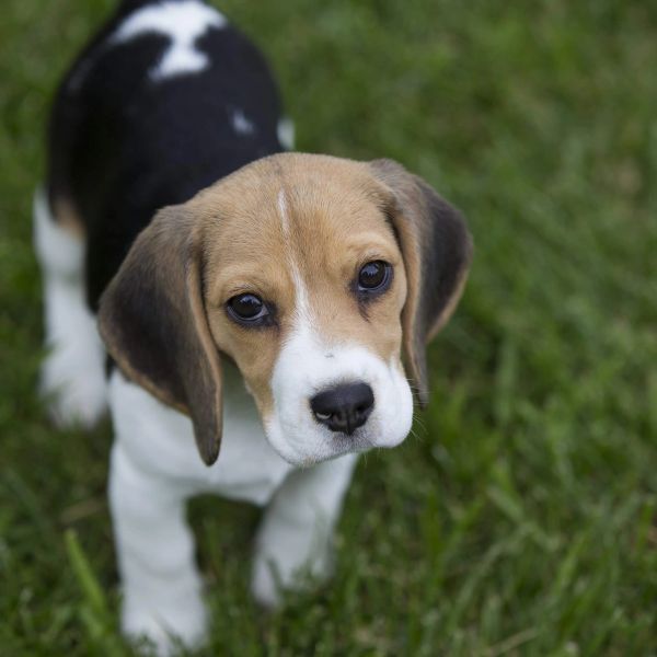 Cute beagle puppy standing on grass.
