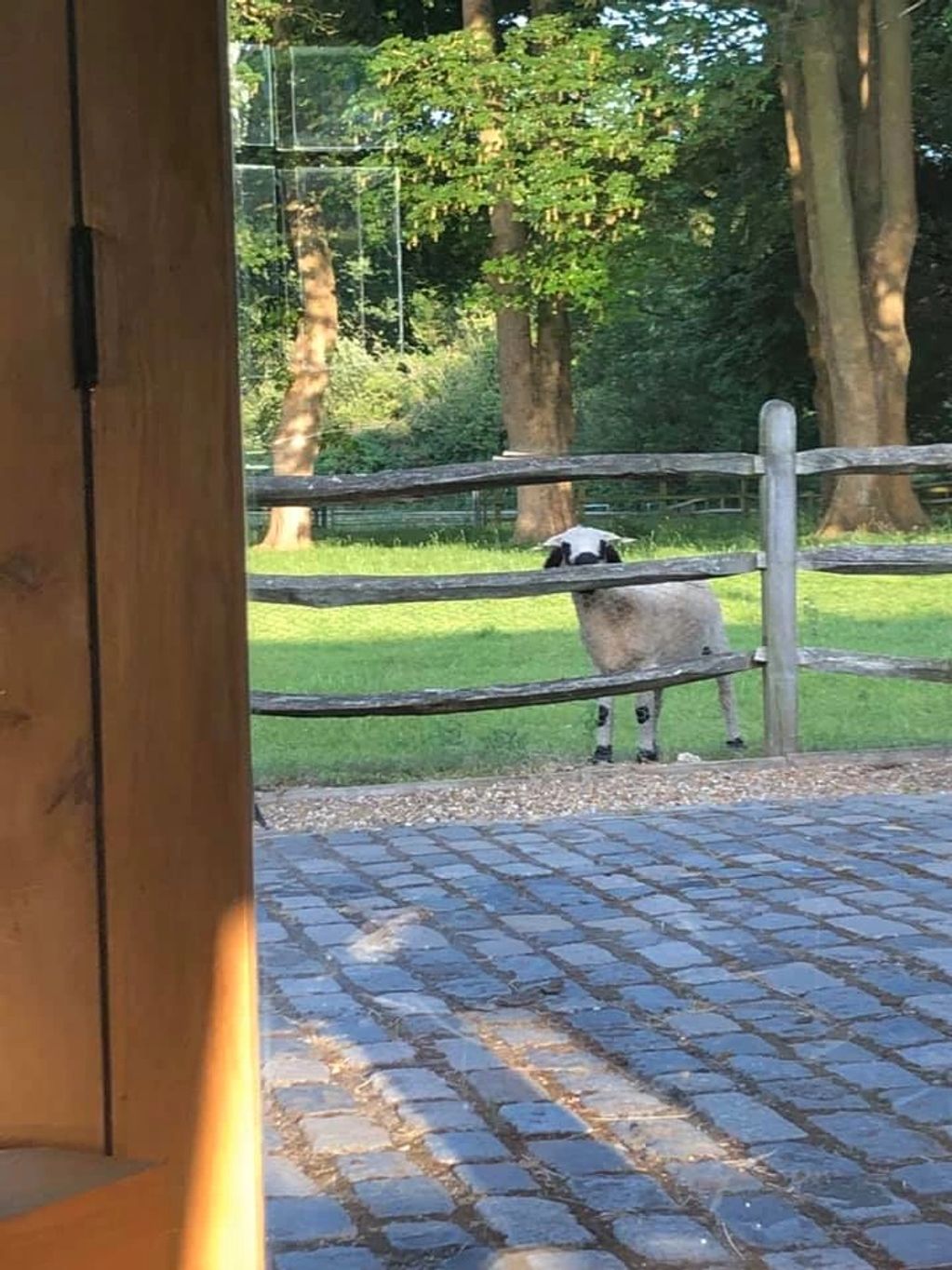 Eye spy a Valais Blacknose Sheep. Eva waiting for her buscuits 