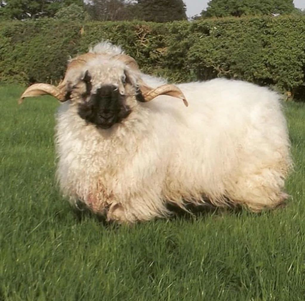 Alpine Rambo in all his glory with his fantastic horns 