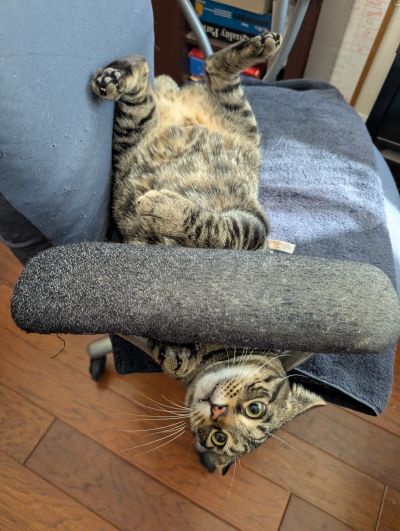 Playful tabby cat lying upside down on a chair.